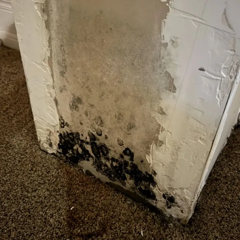 Professional Mold Removal in Ethete, WY